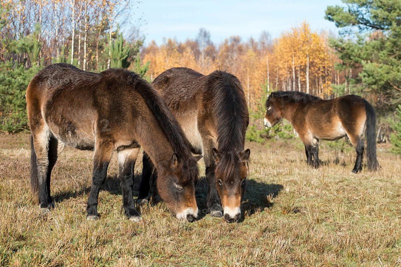 Equus ferus caballus, exmoor pony, Germany, Greiz, horse, odd-toed ungulates, perissodactyla, Pöllwitzer Wald, Thuringia, grazing, domesticated animals, extensive grazing, pet, heather care, horses, house pet, mammals, horses, pony, mammals, unpaired ungulates