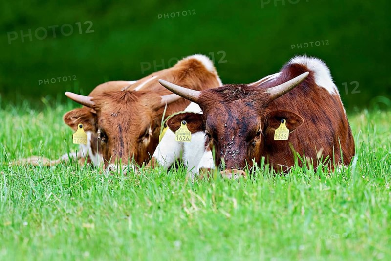 Two Texas Longhorn cattle sitting in a meadow, Meienberg, Aargau Canton, Switzerland