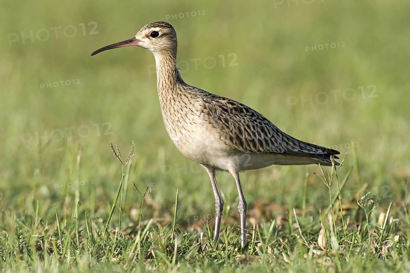 Little Curlew (Numenius minutus), Western Australia, Australia