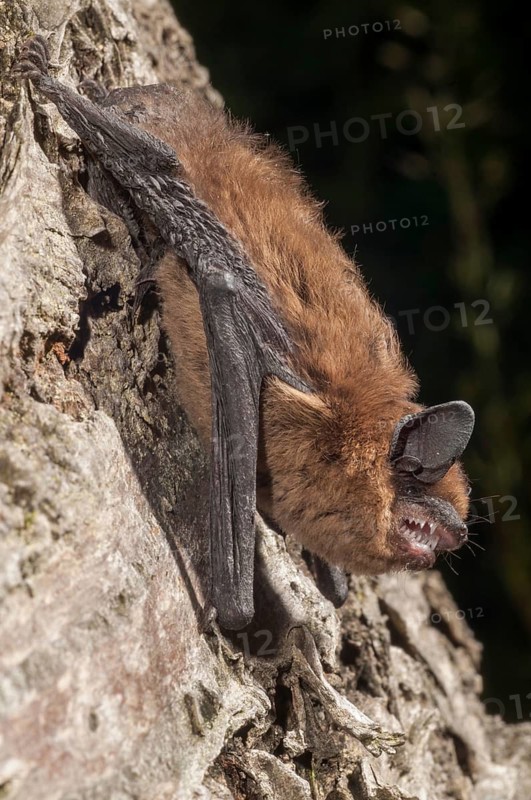 Nathusius pipistrelle, Pipistrellus nathusii, roughskin bat, bats, chiroptera, bats, high size, portrait format, mammals, mammals