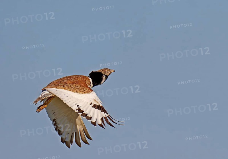 Little Bustard (Tetrax tetrax) in flight, Aragon, Spain