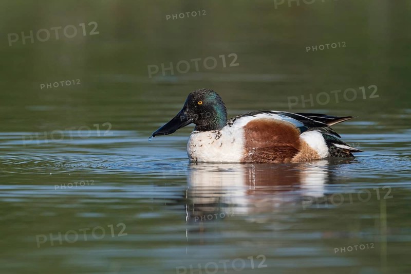 Animals, birds, ducks, shovellers, male swimming on the water, side view, (Anas clypeata)