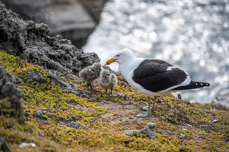 Dominican Gull (Larus dominicanus) with two chicks on the coast, Eastern Cape, South Africa