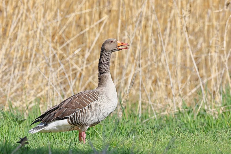Greylag geese (Anser anser) on a bog, Dümmer, Lake Dümmer, Ochsenmoor, Hüde, Lower Saxony, Germany