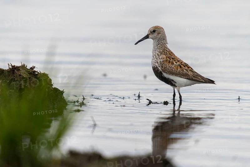 Alpine sandpipers, Calidris alpina, Dunlin, birds, breeding plumage, charadriiformes, limikolen, magnificent dress, snipe birds, scolopacidae, birds, waders, waders
