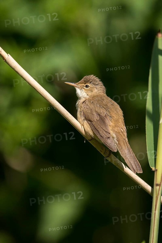 Acrocephalus scirpaceus, reed warbler, birds, high size, portrait format, passeri, songbirds, songbirds, birds, warblers