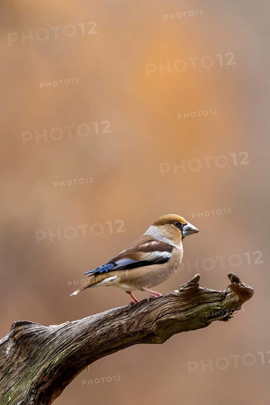 A cardinal perches on a branch against a soft, brown background, a hawfinch (Coccothraustes coccothraustes) sits on deadwood, wildlife, animals, birds, Baden-Württemberg, Germany