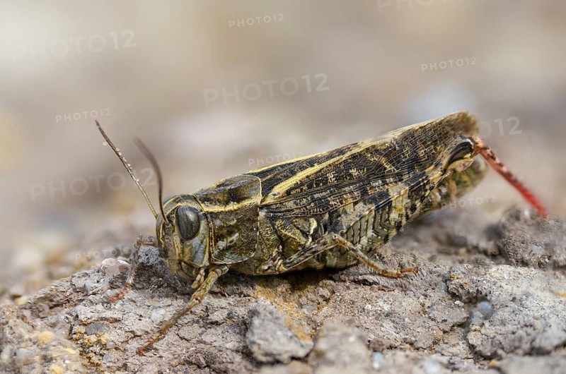 Acrididae, Brandenburg, Caelifera, Calliptamus italicus, Germany, field locust, Italian locust, Italian beauty scare, short-feeler, Nabu project, national natural heritage, natural paradise Grünhaus, post-mining landscape, grasshoppers, grasshoppers, grasshoppers, grasshoppers, grasshoppers, insects, beauty scarers