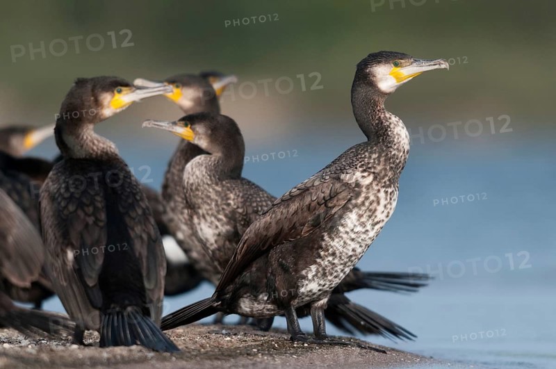 Black shag, cormorant, phalacrocorax carbo, birds, immaturus, not sexually mature, pelecaniformes, ropedes, immature, birds, waterbirds, waterbirds