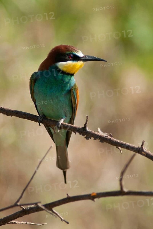 Bee-eaters, bee-eaters, coraciiformes, merops apiasters, birds, Bulgaria, high size, portrait format, leo, meropidae, spider, birds