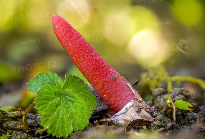 Corynites brevis, Corynites ravenelii, raspberry-red dog rod, mutinus brevis, mutinus ravenelii, phallus ravenelii, red stinkhorn, fungi, mushrooms