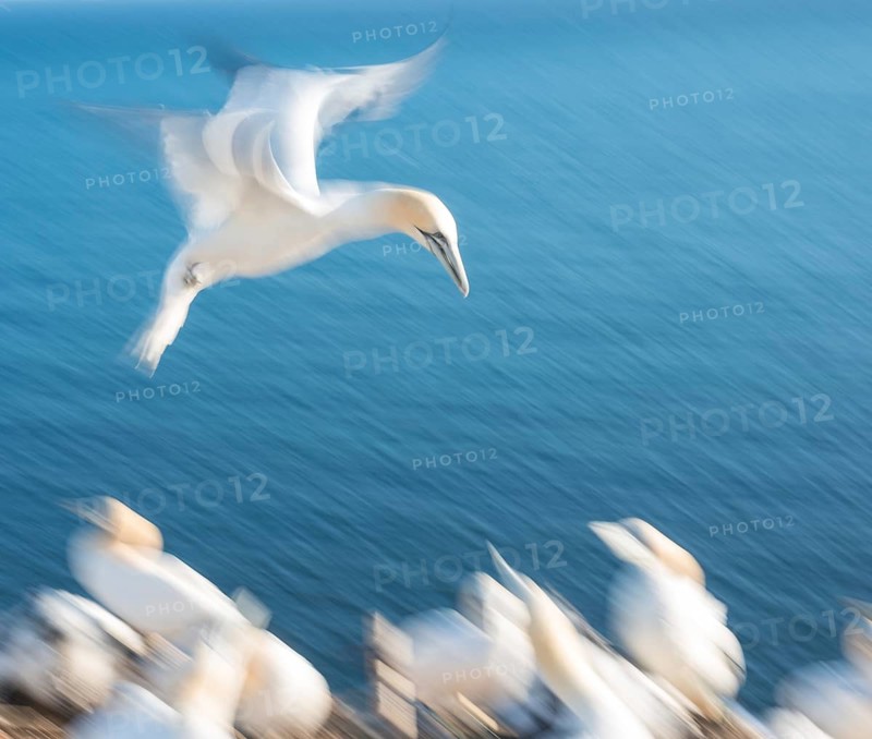 Northern Gannet (Morus bassanus) (syn. Sula bassana) with outstretched wings, head held forward as it approaches the breeding colony, many birds perched on the ground, a sunny day, the blue sea in the background, flapping its wings, dynamic scene, artistic long-exposure shot, soft, blurred motion blur, panning shot, abstract, fast, speed, light, northern gannet colony at Lummenfelsen, the offshore island of Heligoland, North Sea, Pinneberg district, Schleswig-Holstein, Germany