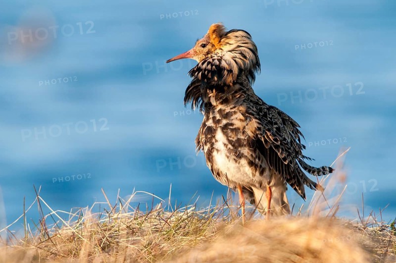 Calidris Pugnax, fighter runner, Norway, Philomachus Pugnax, ruff, varanger, courtship, courtship behavior, birds, charadriiformes, courtship display, limikolen, male, snipe birds, scolopacidae, birds, waders, waders, waders