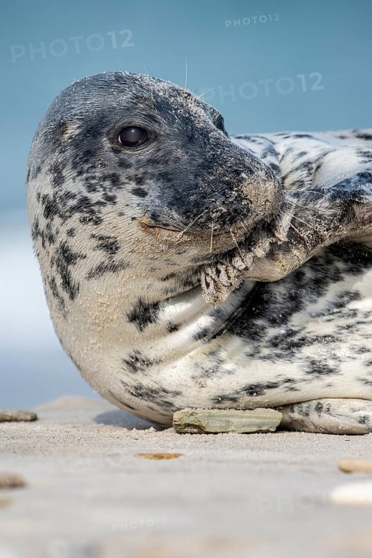 Grey seal (Halichoerus grypus), North Sea, Heligoland, Schleswig-Holstein, Germany
