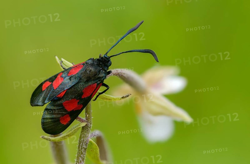 Common marsh root, epipactis palustris, wetland ram, five-spot burnet, clover ram, orchidaceae, orchids, orchid plants, swamp horn clover ram, swamp sitter, marsh worm, white marsh root, zygaena trifolii, blood droplets, butterfly, flora, insects, insects, bright marsh eborines, moths, moths, plants, butterfly, ram