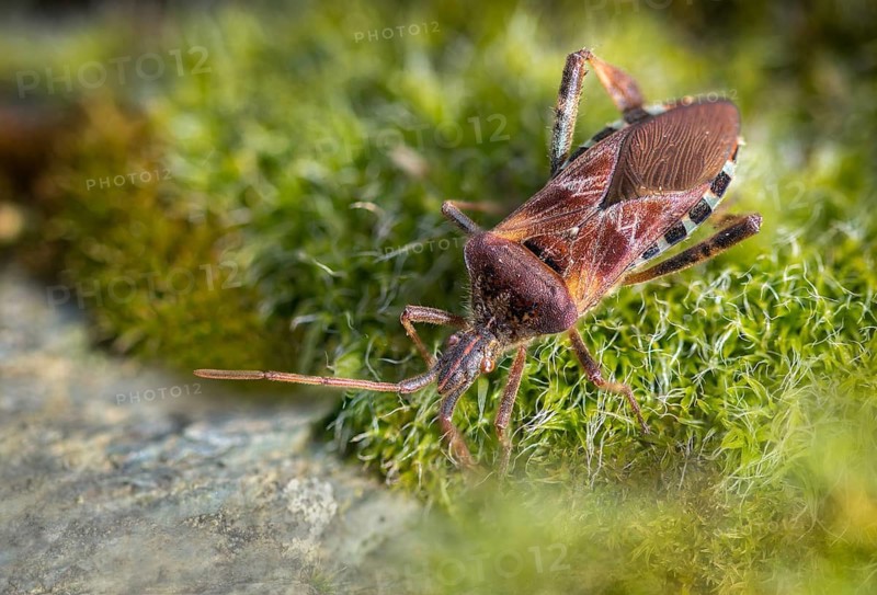 American pine bug, American cone bug, heteroptera, Leptoglossus occidentalis, neobiota, insects, pine bug, neozoon, bedbugs, western conifer seed bug, cone bug