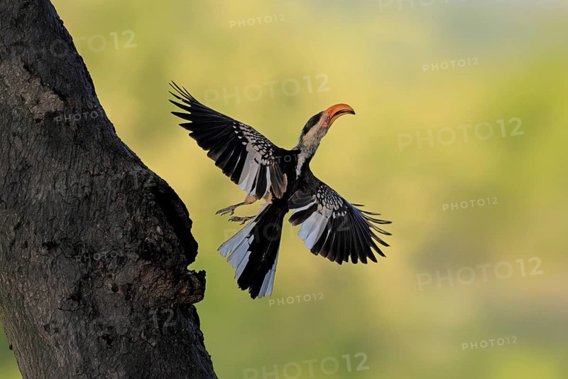 Red-ringed Hornbill (Tockus leucomelas), Southern Yellow-billed Hornbill, adult, male, at a breeding cavity, flying away, taking off, flying up, Kruger National Park, South Africa