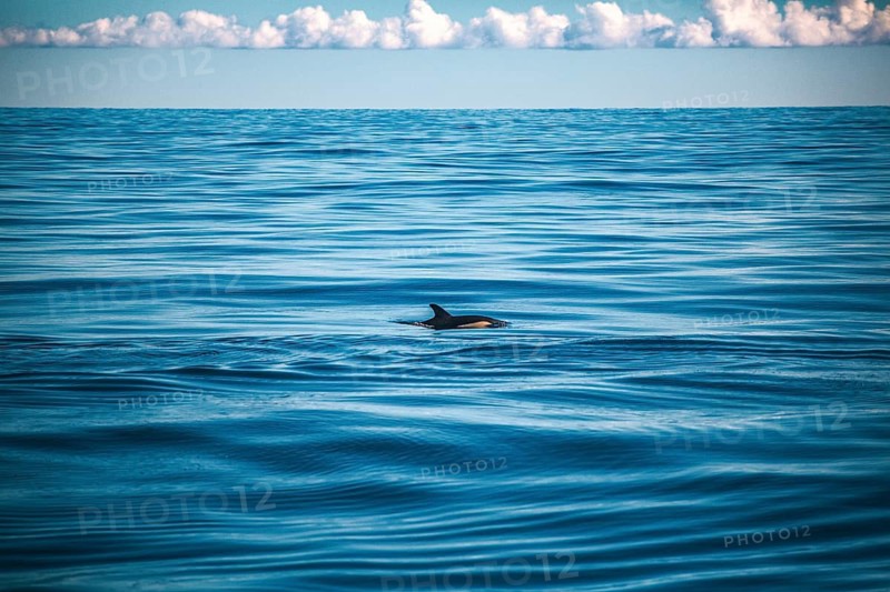 A dolphin swims in the vastness of the blue ocean beneath a cloudy sky, a short-beaked common dolphin (Delphinus delphis) in the Atlantic off the Algarve, Portugal