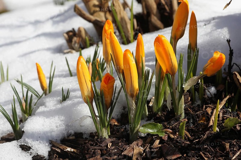 Crocus (Crocus) with thawing snow in the garden, Allgäu, Bavaria, Germany