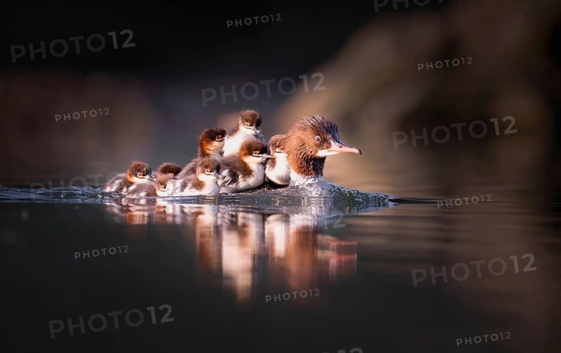 Goosander (Mergus merganser), mother with chick on her back, Zurich, Switzerland