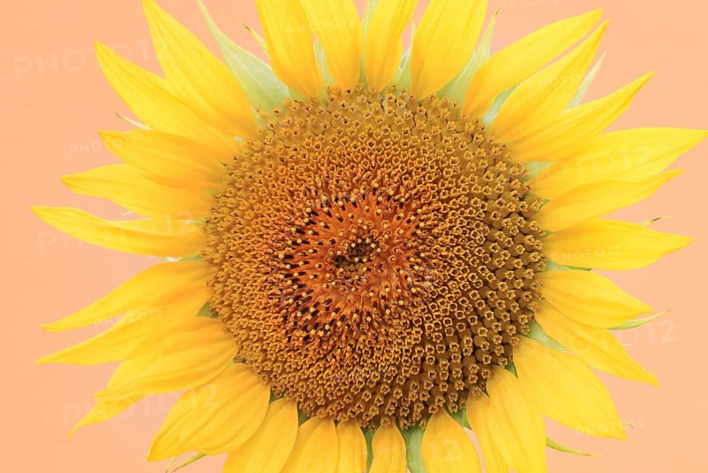 Sunflower (Helianthus annuus), flower, North Rhine-Westphalia, Germany