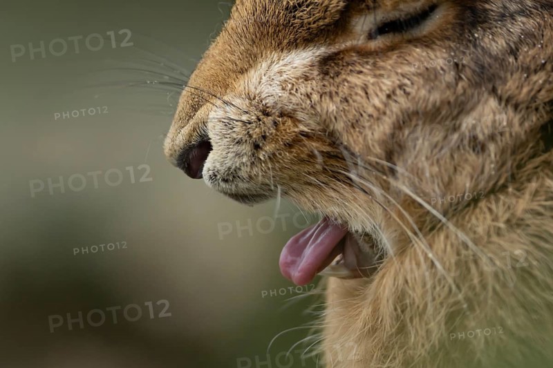 European brown hare (Lepus europaeus) adult sleepy animal yawning, England, United Kingdom