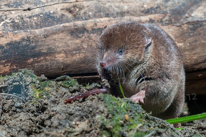 Common shrew, earthworm, insectivora, insectivora, lumbricidae, sorex araneus, forest shrew, prey, capture, hunting, hunting, mammals, earthworm, shrew, mammals
