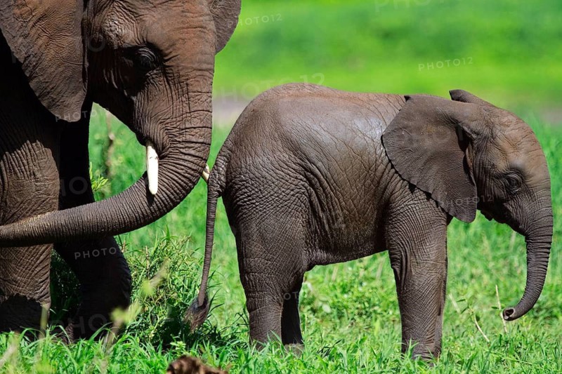 Animals, Mammals, Female elephant with calf, Tanzania, (Loxodonta africana), Tanzania