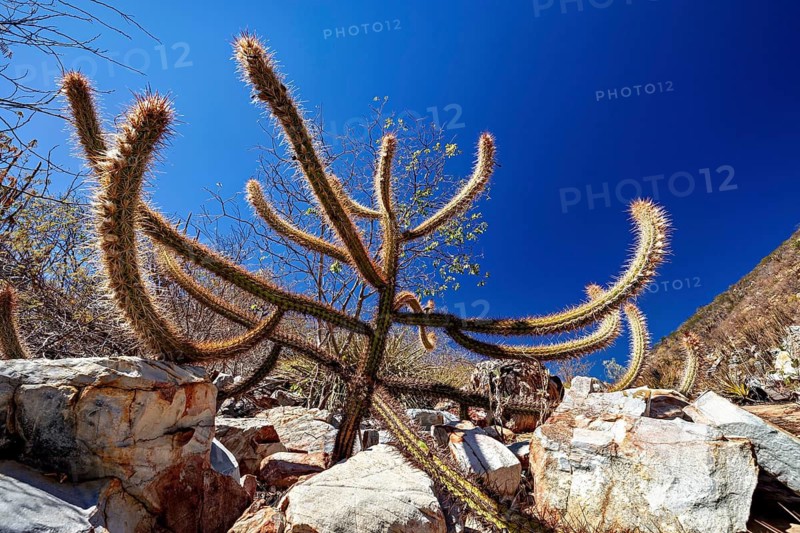 Cacti with long, spiny arms beneath a clear blue sky in a rocky desert landscape, cacti of the genus Xique-Xique in the Caatinga in Brazil (Pilosocereus gounellei)