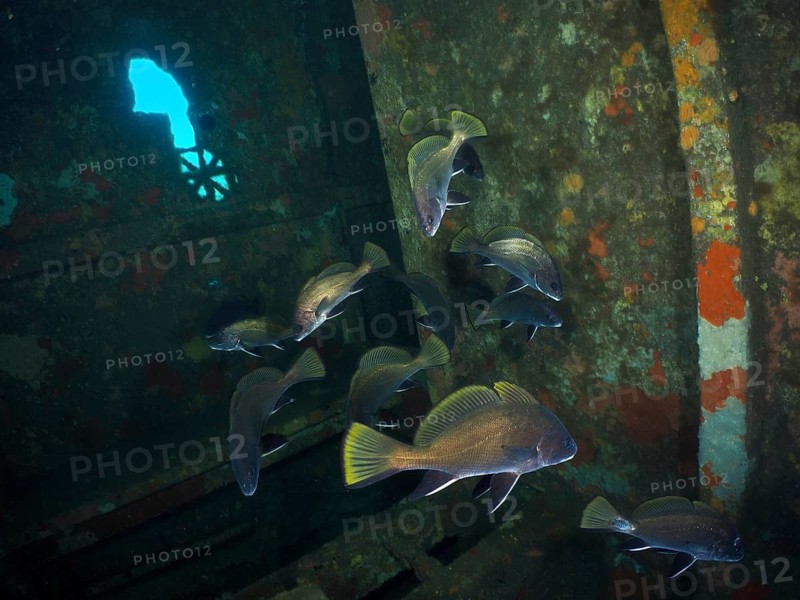 A group of sea crows (Sciaena umbra) swim amidst the dark surroundings of a rusty shipwreck, at the ‘Wreck of the Cimentière' dive site, Hyères, Giens Peninsula, Mediterranean Sea, Provence-Alpes-Côte d'Azur, France