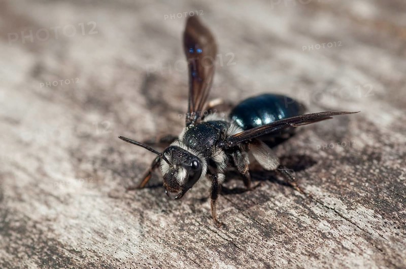 Andrena agilissima, apidae, bees, blue iridescent earth bee, blue iridescent sand bee, blue-black sand bee, hymenoptera, sand bee, mustard-blue iridescent sand bee, violet-winged mining bee, insects, wild bees
