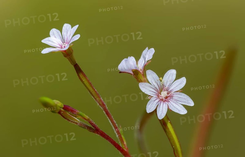 Epilobium brachycarpum, short-fruited willowherb, flora, panicled willowherb, plants, tall annual willowherb, tall fireweed, tall willowherb, fireweed