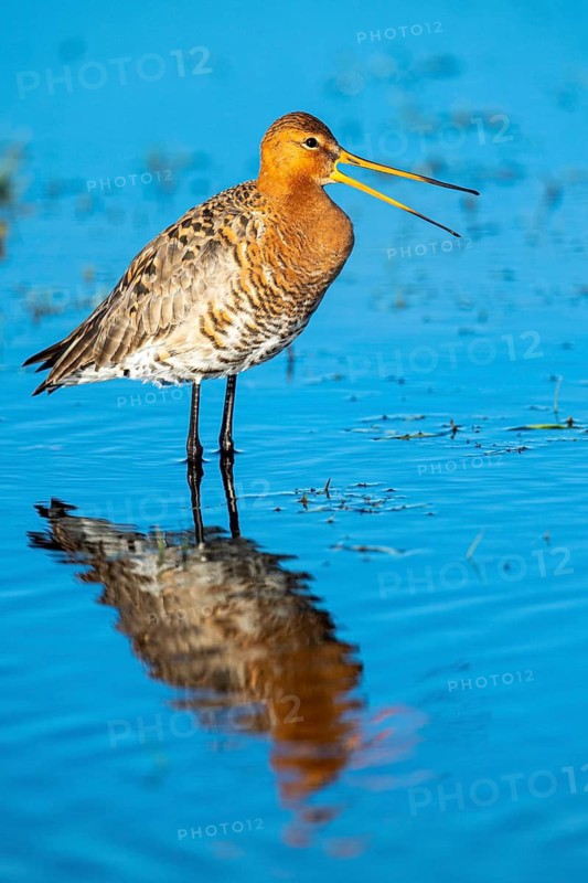 Black-tailed Godwit (Limosa limosa) in a wet meadow, Lake Dümmer, Ochsenmoor, Lembruch, Lower Saxony, Germany