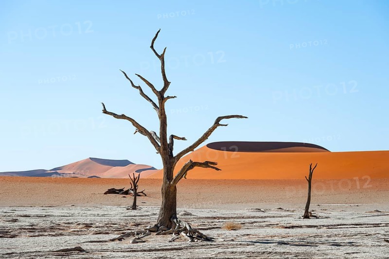 Dead camel thorn trees (Vachellia erioloba), red sand dunes, white salt pan, Dead Vlei, Sossusvlei, Namib Desert, Namib-Naukluft Park, Namibia