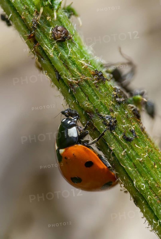 Coccinella septempunctata, seven-point, seven-spotted ladybird, beetle, aphid, coleoptera, high size, vertical format, insects, beetles, food, feeding, seven-spot ladybird, seven-spotted ladybug