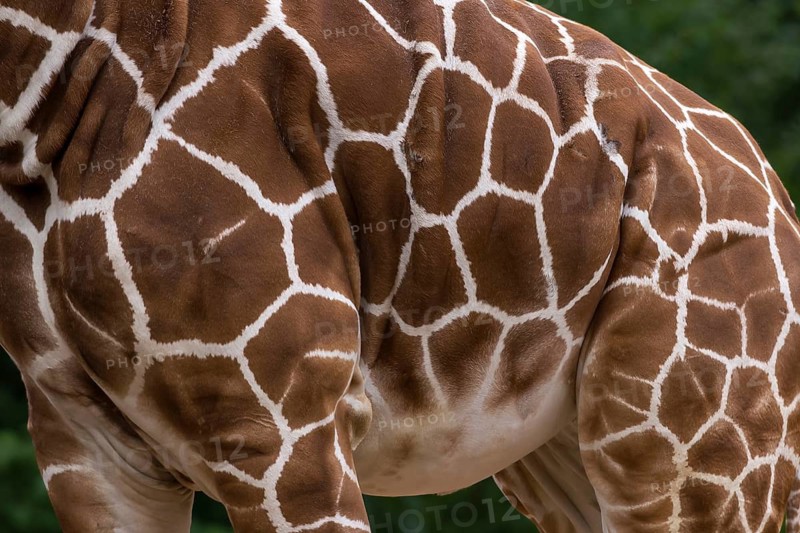 Markings of a reticulated giraffe (Giraffa reticulata), Nuremberg Zoo, Middle Franconia, Bavaria, Germany