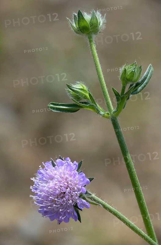 Field widow flower, asteraceae, dipsacaceae, tidal plant, knautia arvensis, daisy flower, meadow widow flower, meadow scabious, flora, high size, portrait format, plants