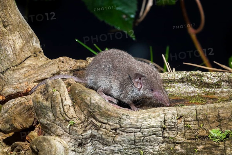 Crocidura Russula, Greater White-Toothed Shrew, House Shrew, Insectivora, Insectivora, Adolescent, Juvenile, Mammals, Shrew, Mammals