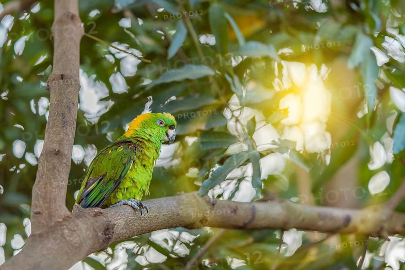 Colorful yellow-naped parrot perched on a branch. The yellow-naped Amazon (Amazona auropalliata) is a bird that inhabits forests ranging from southern Mexico to Central America