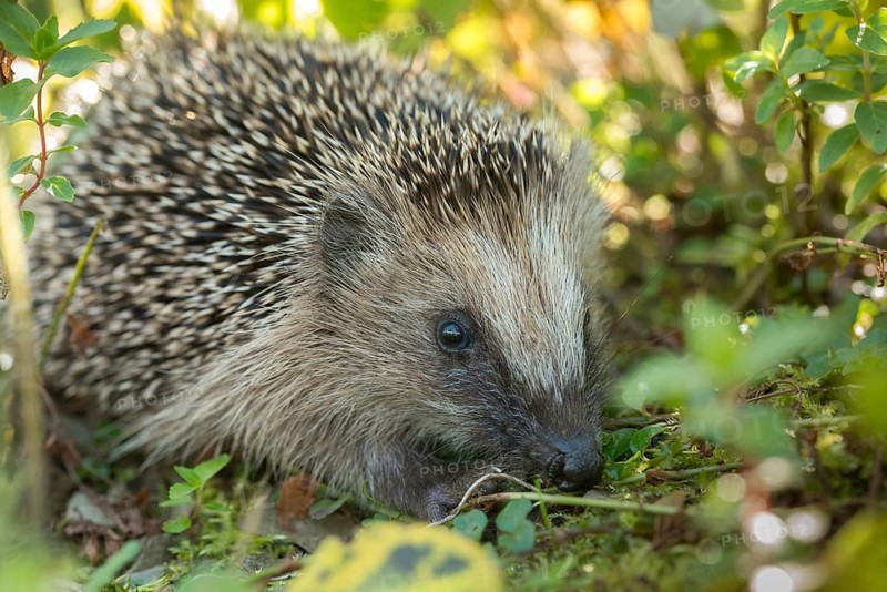 Erinaceus europaeus, hedgehog, insectivora, insectivora, insectivora, adolescent, juvenile, mammals, prickly, mammals, defensive