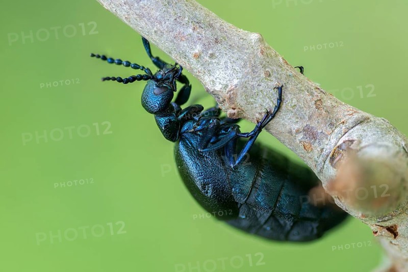 Blue mayworm, meloe cf violaceus, meloe violaceus, meloid beetle, violet oil beetle, purple oil beetle, purple oil beetle, beetle, coleoptera, female, insects, beetles, female oil beetle