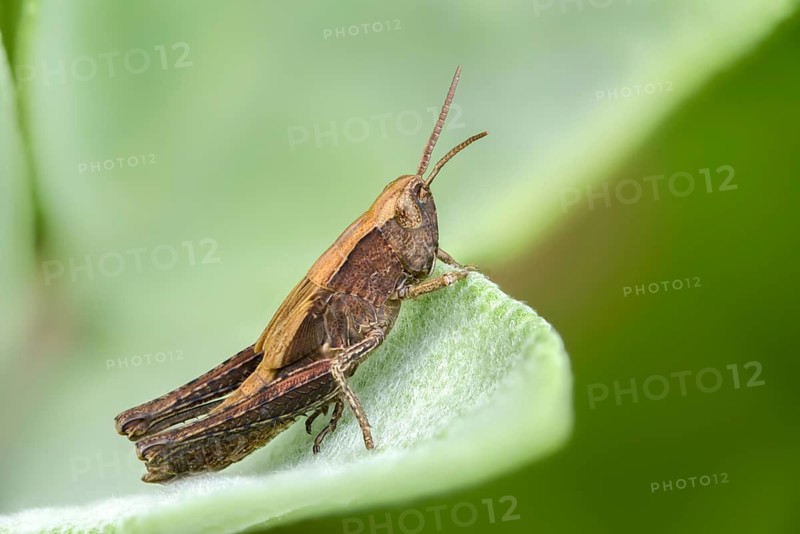 Acrididae, caelifera, field locusts, gomphocerinae, short-feeler, nightingale grasshopper, bow-winged grasshopper, chorthippus biguttulus, grasshopper, grasshopper, insects, nymph