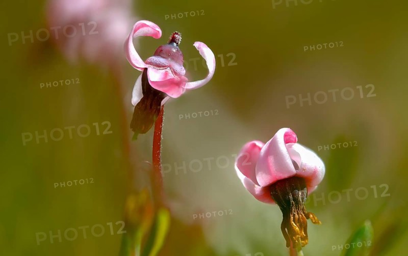 Ericaceae, common cranberry, heather family, cranberry, vaccinium oxycoccos, bog cranberry, flora, marshberry, plants, small cranberry, swamp cranberry
