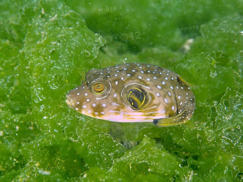 A pufferfish with a patterned body, a juvenile white-spotted pufferfish (Arothron hispidus), swimming over green aquatic plants, Secret Bay dive site, Gilimanuk, Bali, Indonesia