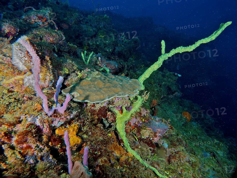 Colourful coral formations and sea sponges in the dark ocean that create a lively underwater world, Coral Garden Dive Site, Puerto Viejo de Talamanca, Limon, Costa Rica, Caribbean, Atlantic, Central America