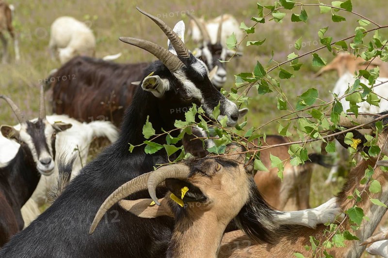 Artiodactyla, Capra Aegagrus Hircus, even-toed ungulate, cloven-hoofed, Pöllwitzer Wald, Thuringia, Thuringia, grazing, domesticated animals, extensive grazing, woody bite, goat, pet, high size, portrait, mammals, bite, willow, wild willow, goat