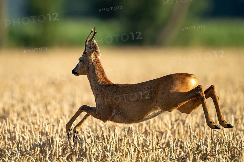 A roe deer (Capreolus capreolus) leaping, Vechta, Lower Saxony, Germany