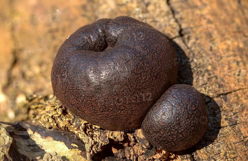 Daldinia concentricav, charcoal mushroom, king Alfred's cake, charcoal ball mushroom, concentric charcoal mushroom, ball charcoal mushroom, coal fungus, cramp balls, fungi, fungus, mushrooms