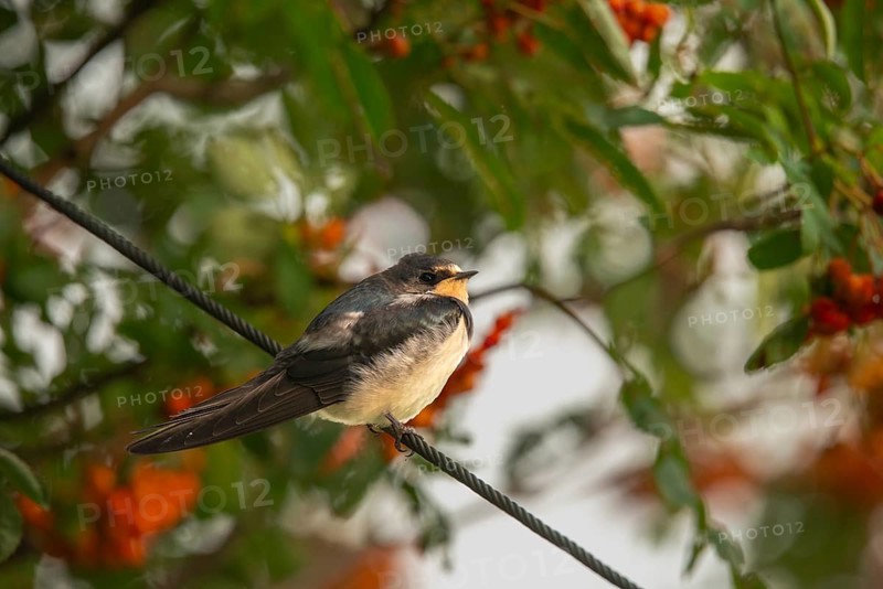 Hirundo rustica, barn swallow, birds, young bird, juvenile, passeri, swallows, songbirds, birds