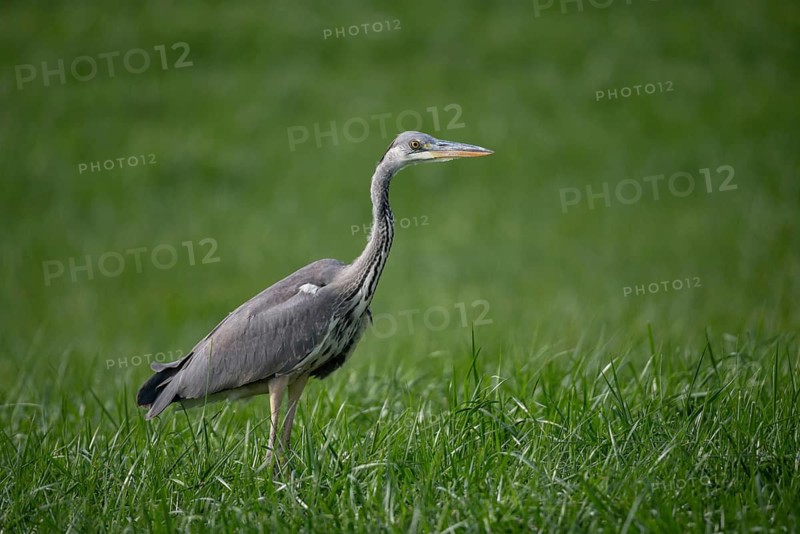 Ardea cinerea, heron, gray heron, birds, ciconiiformes, walking birds, stork birds, birds